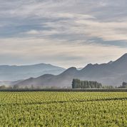 Amisfield Central Otago Sauvignon Blanc 2024