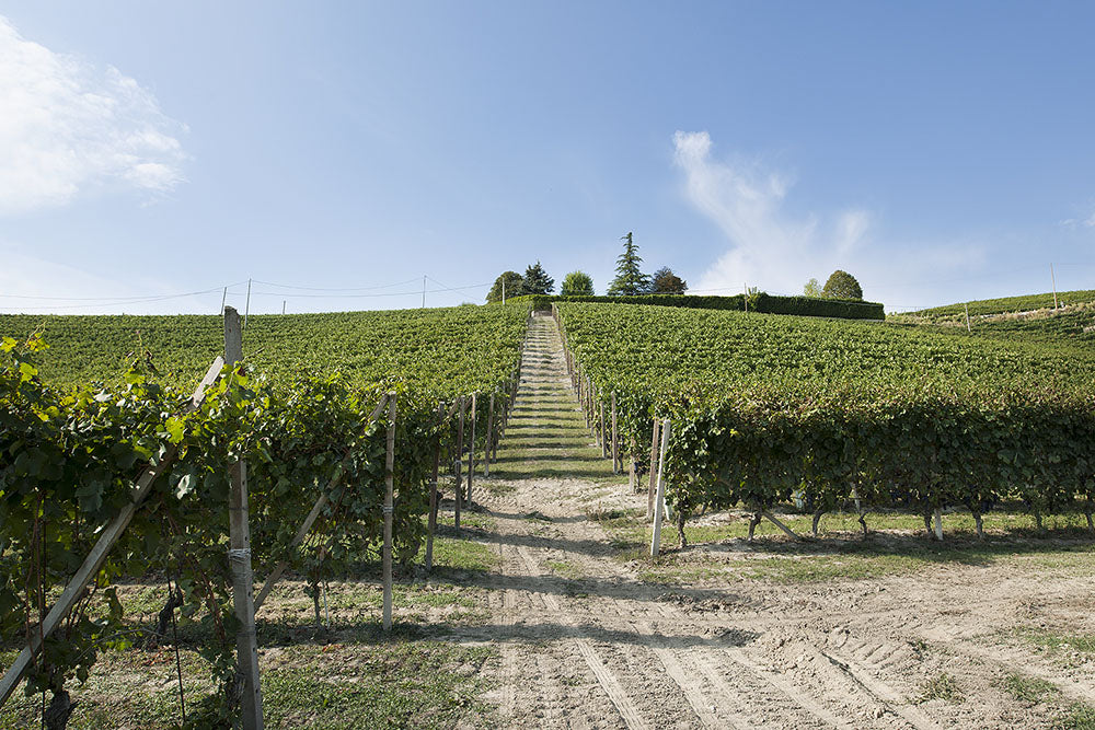 Fontanabianca Langhe Nebbiolo DOC 2023
