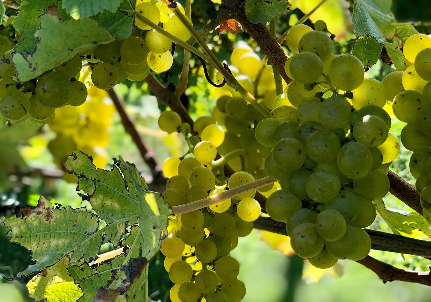 Grpaes at Dog Point Winery 23