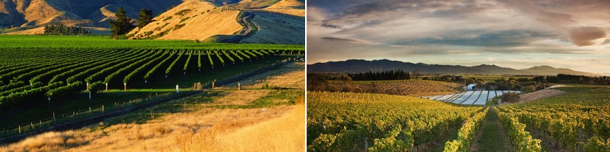 The hills at Dog Point Winery