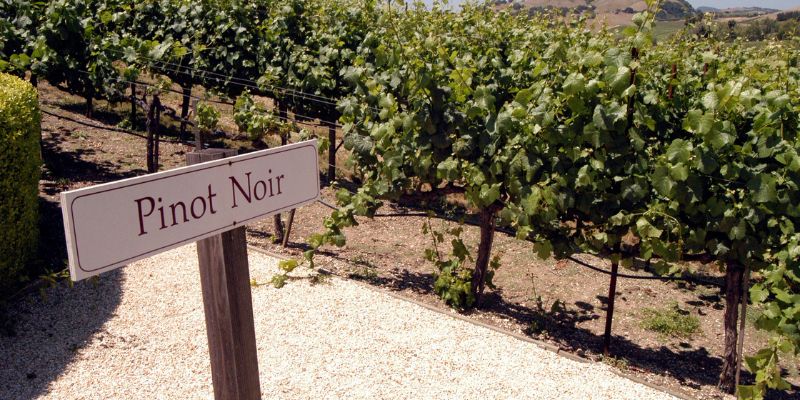 The Varietal of the Season - NZ Pinot Noir