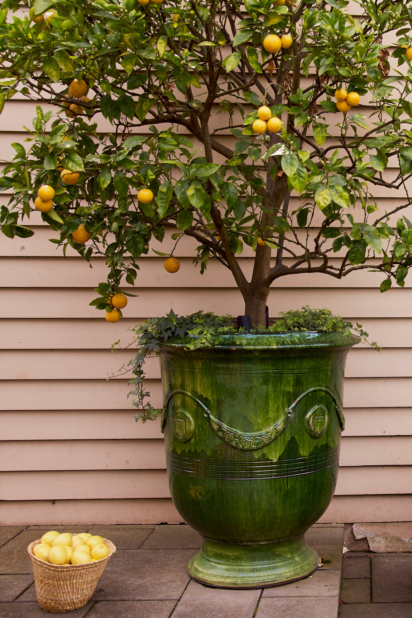 Rameau D'Or Golden Bough Cotes De Provence Rosé 2024