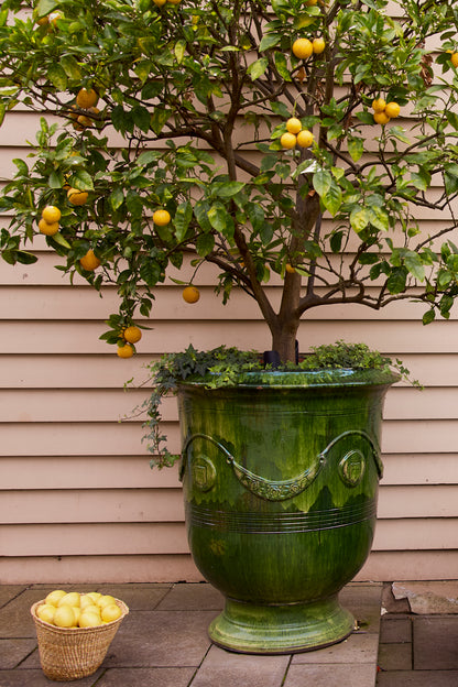 Rameau D'Or Golden Bough Cotes De Provence Rosé 2024