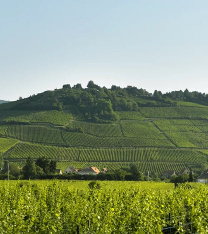 Gustave Lorentz Crémant d'Alsace Brut NV